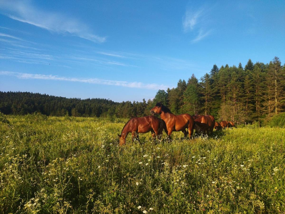 Pastelova Krova - Domki W Bieszczadach Ustrzyki Dolne Luaran gambar